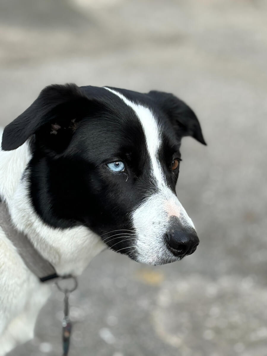 The #2 Crew logo – Dog waste removal service